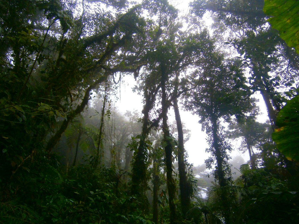 ziplining in costa ricas cloud forest