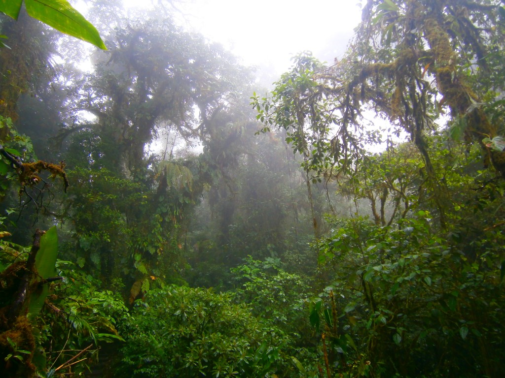 cloud forest