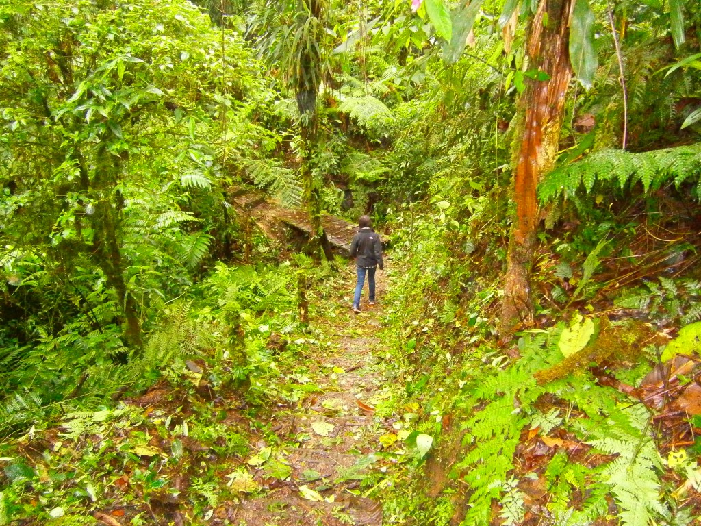 ziplining in costa ricas cloud forest