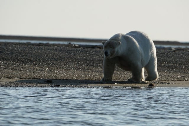 polar bears in barter island