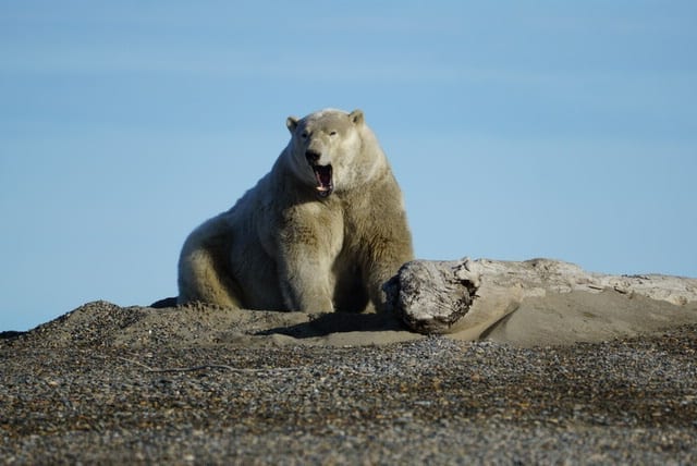 polar bears in barter island