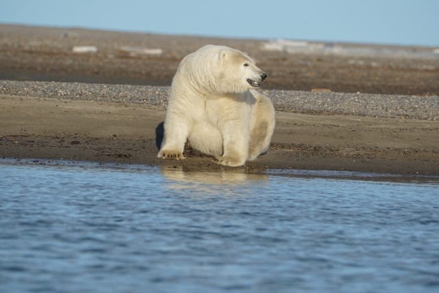 polar bears in barter island