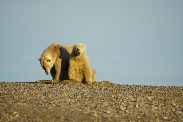 polar bears in barter island