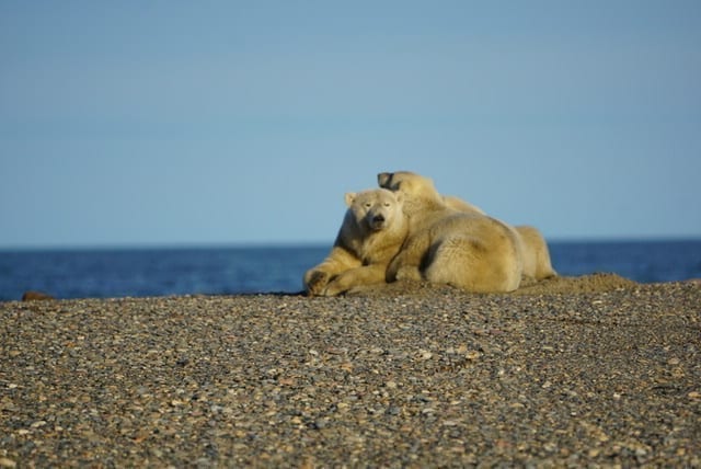 polar bears in barter island