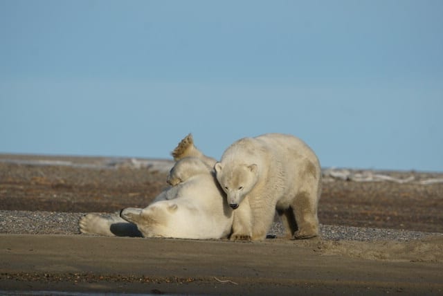 polar bears in barter island