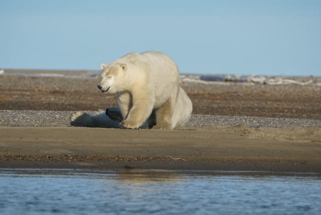 polar bears in barter island