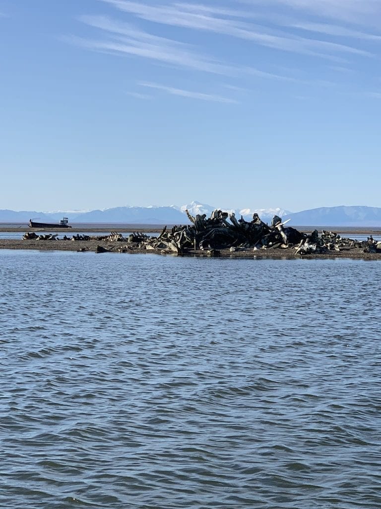 polar bears in barter island