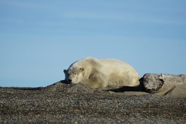 polar bears in barter island