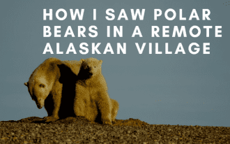 polar bears in barter island