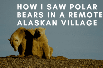 polar bears in barter island