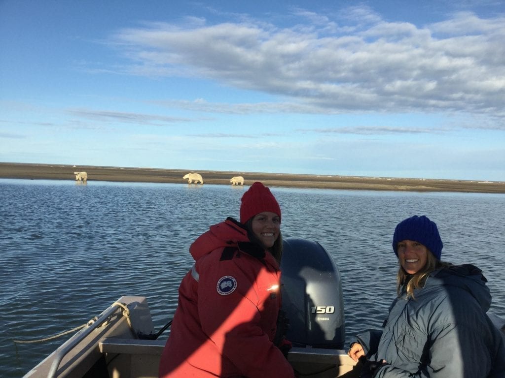 polar bears in barter island