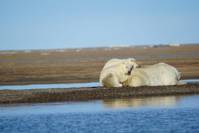 polar bears in barter island