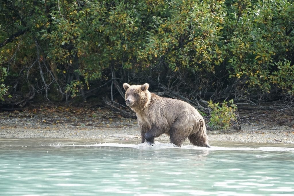 brown bear tour lake clark Alaska