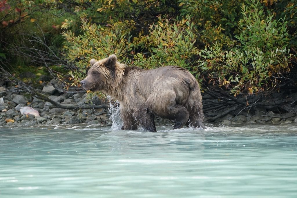 brown bear tour lake clark Alaska