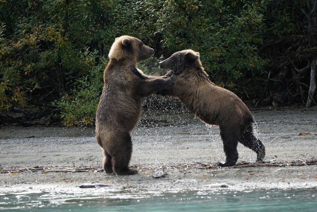 brown bear tour lake clark Alaska