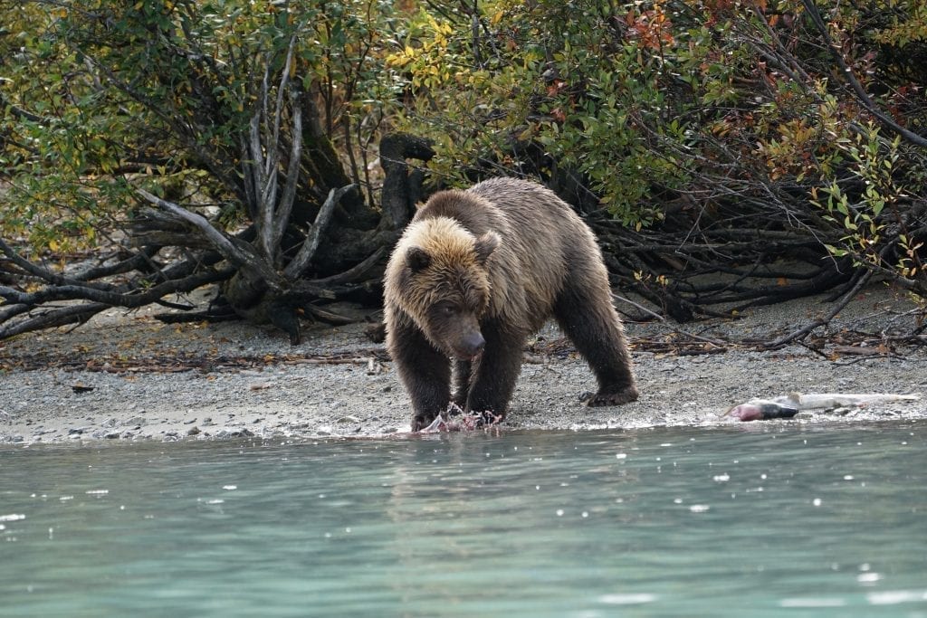 brown bear tour lake clark Alaska