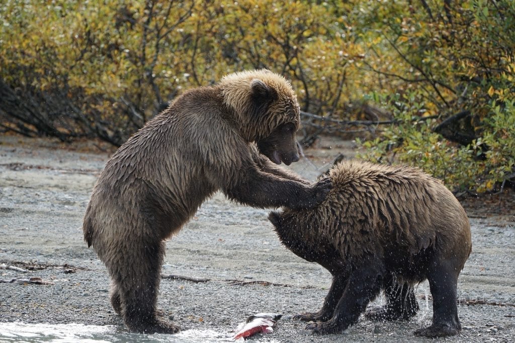 brown bear tour lake clark Alaska