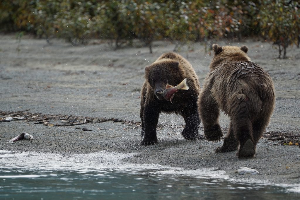 brown bear tour lake clark Alaska