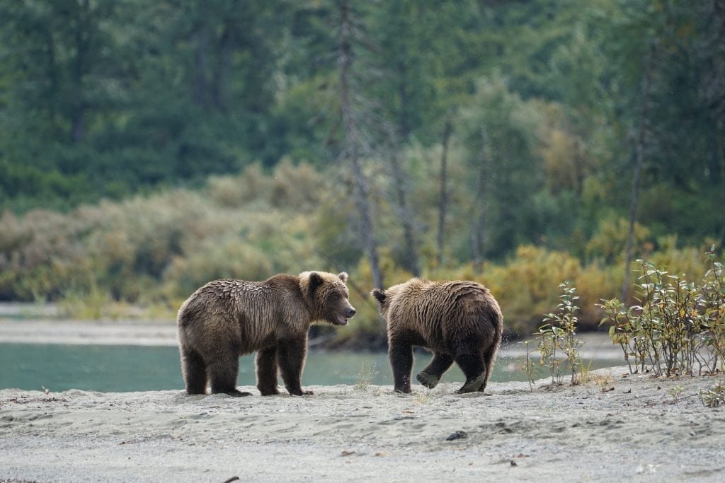 brown bear tour lake clark Alaska