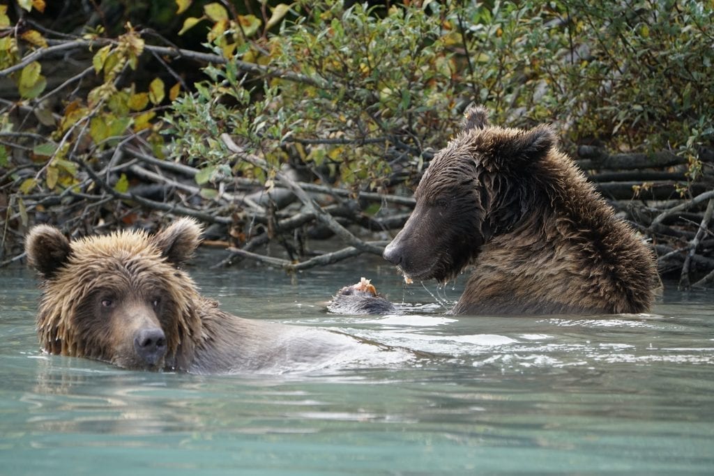 brown bear tour lake clark Alaska