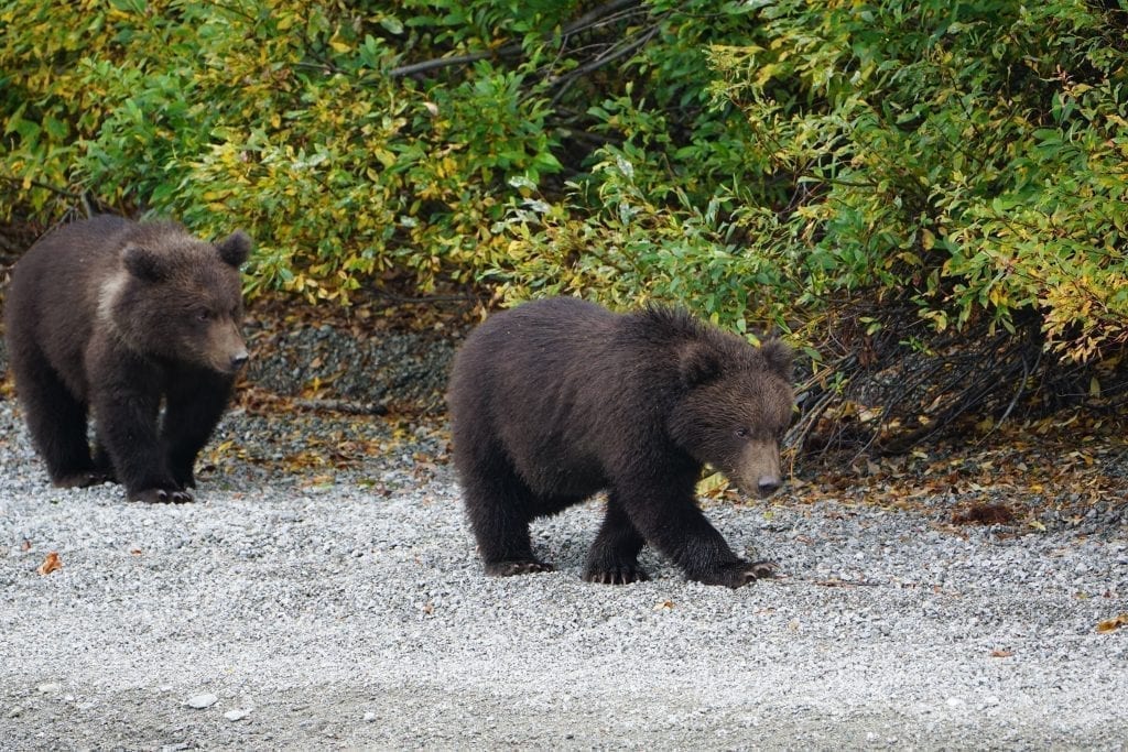 brown bear tour lake clark Alaska