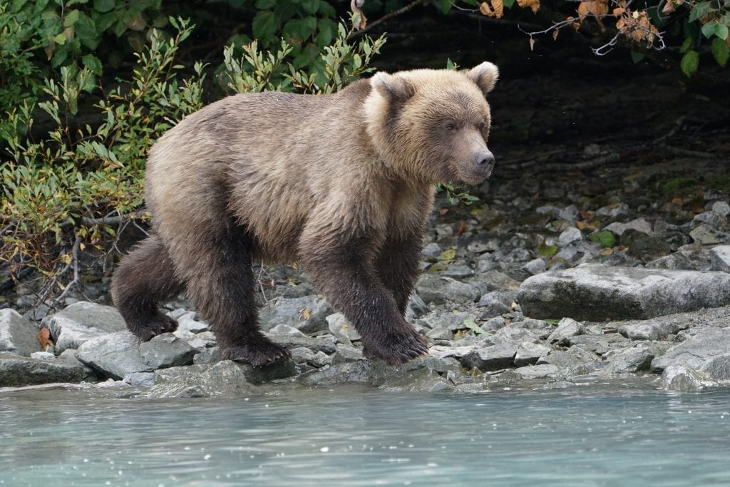 brown bear tour lake clark Alaska