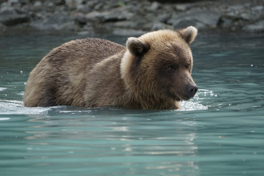 brown bear tour lake clark Alaska