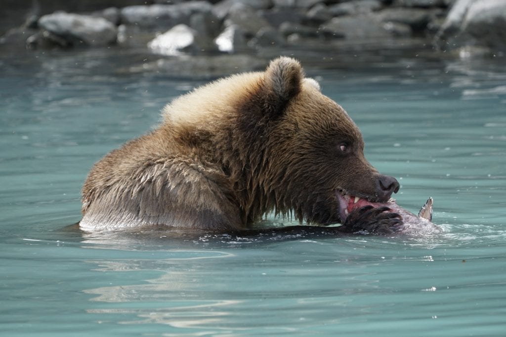 brown bear tour lake clark Alaska