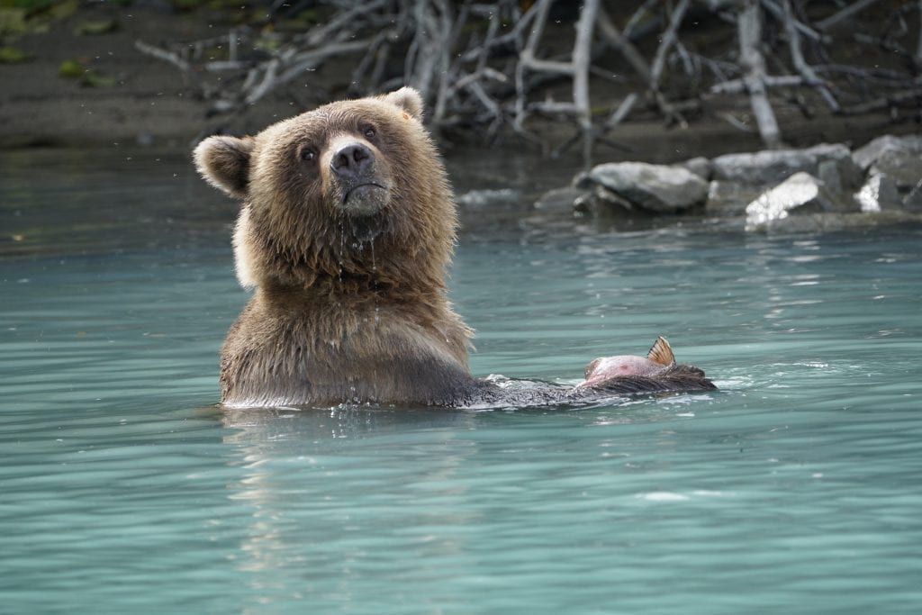 brown bear tour lake clark Alaska