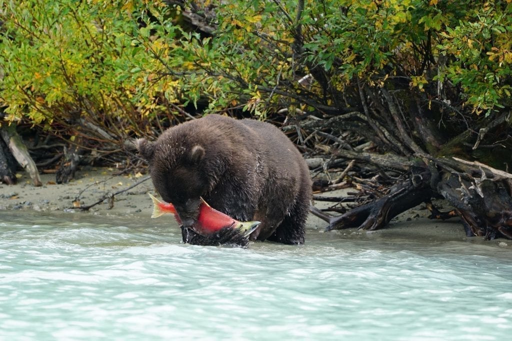 brown bear tour lake clark Alaska