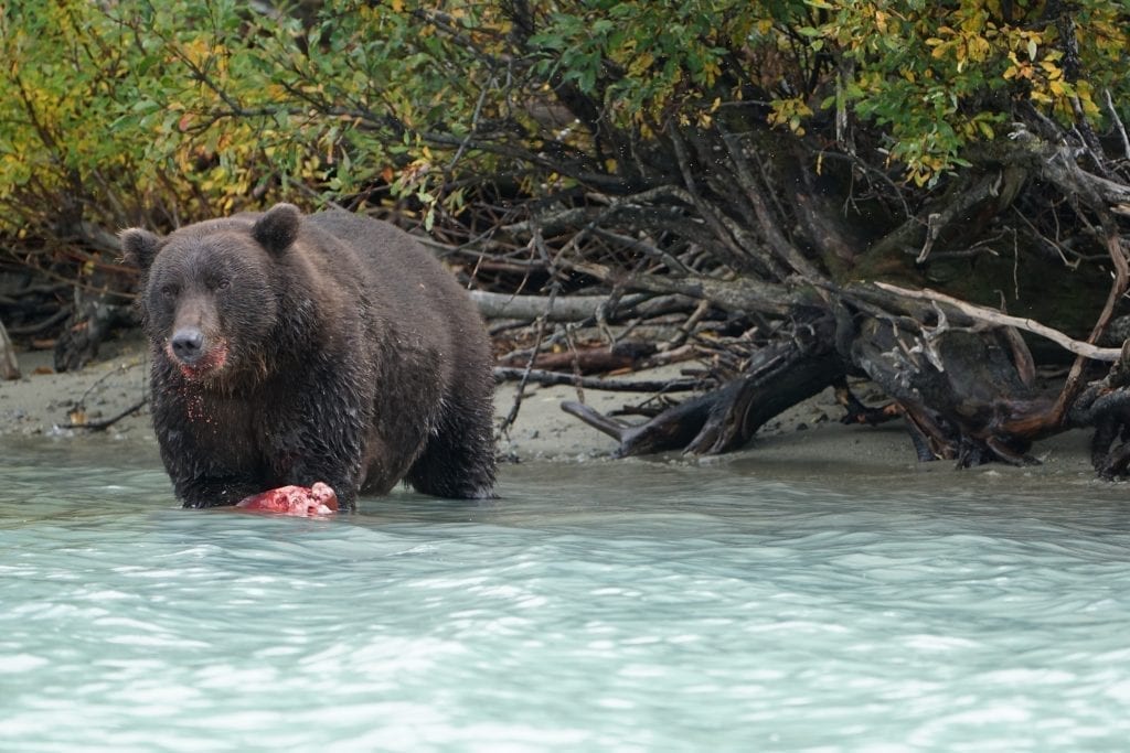 brown bear tour lake clark Alaska