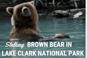 brown bear tour lake clark national park Alaska