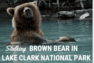 brown bear tour lake clark national park Alaska
