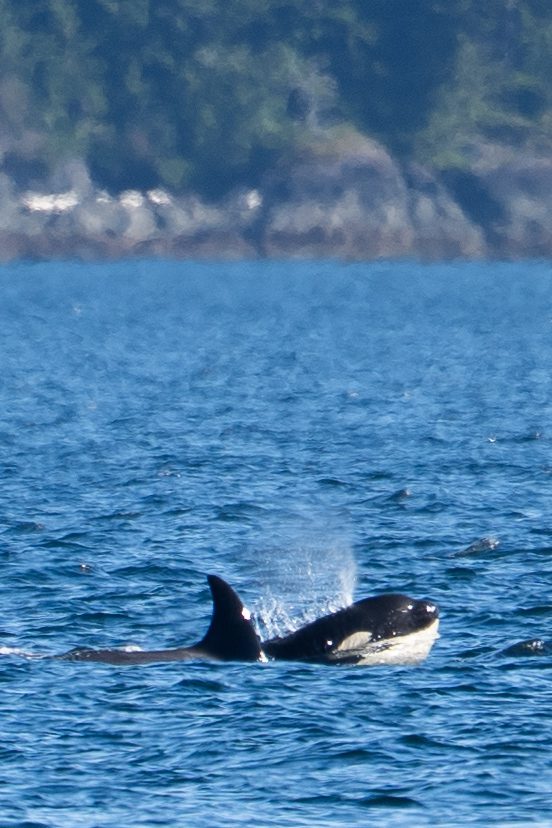 orca camp